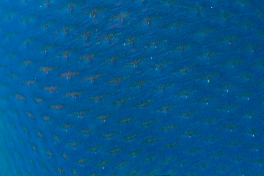 Niger Triggerfish in Aquarium, Background Texture